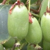 Actinidia arguta Issai, Issai Kiwi.