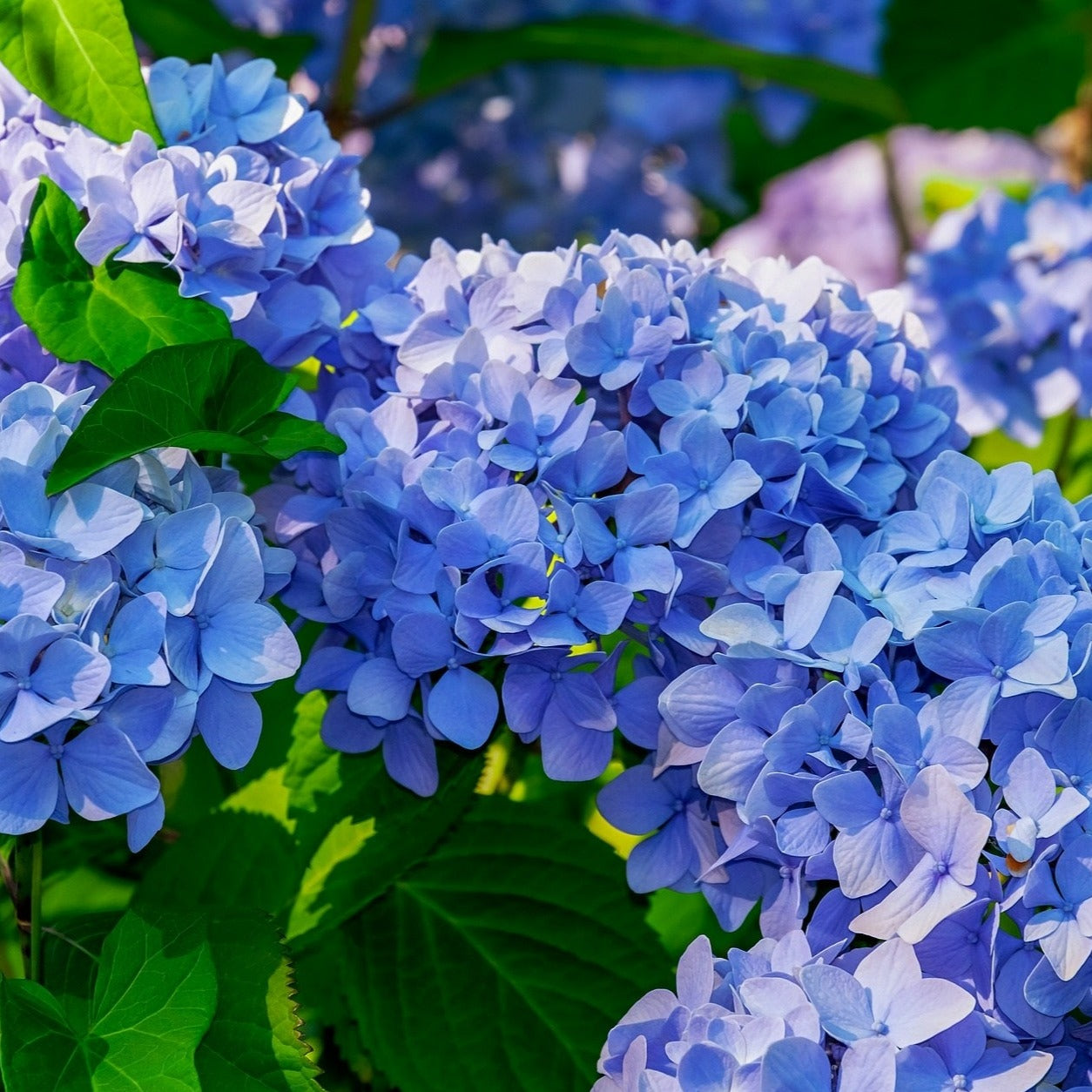 Nikko Blue Hydrangea