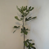 Buy Online Petite Negra Fig Tree Easy To Care For With Purple Fruit.