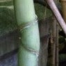 Buy Online Phyllostachys Aurea Golden Bamboo Plant For Your Garden.