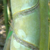 Buy Online Phyllostachys Aurea Golden Bamboo Plant For Your Garden.