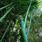 Buy Online Phyllostachys Vivax Giant Timber Bamboo PlantforYour Garden
