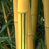 Buy Online Phyllostachys Vivax Golden Bamboo Plant For Your Garden.
