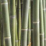 Buy Online Phyllostachys Atrovaginata Bamboo Plants For Your Garden
