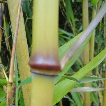 Phyllostachys Spectabilis Bamboo Plant  For Sale For Your Garden