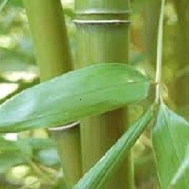 Buy Online Phyllostachys Bissetii Bamboo Plants For Your Home & Garden –  Maya Gardens, Inc