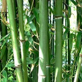 Buy Online Phyllostachys Heteroclada Water Bamboo Plant ForYour Garden