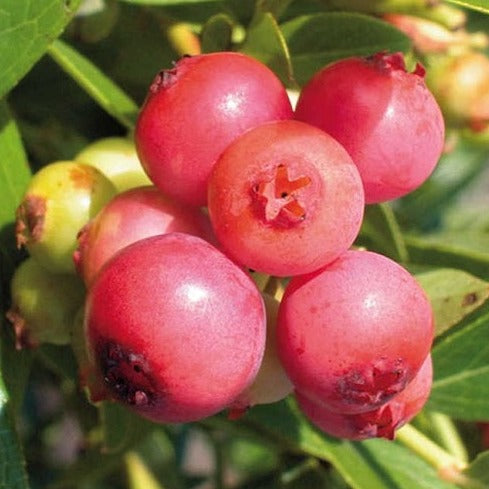 Vaccinium 'Pink Lemonade' Blueberry
