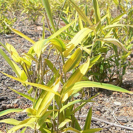 Buy Online Pleioblastus Dwarf Greenstripe Bamboo Plant For Your Garden