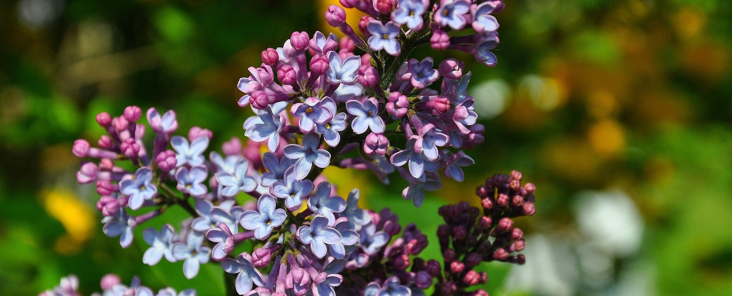 President Grevy French Lilac