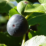Negronne Fig