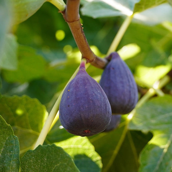 Beers Black Fig
