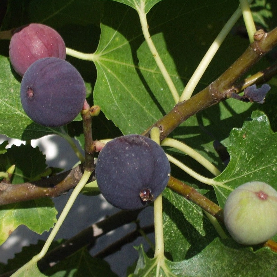 Beers Black Fig