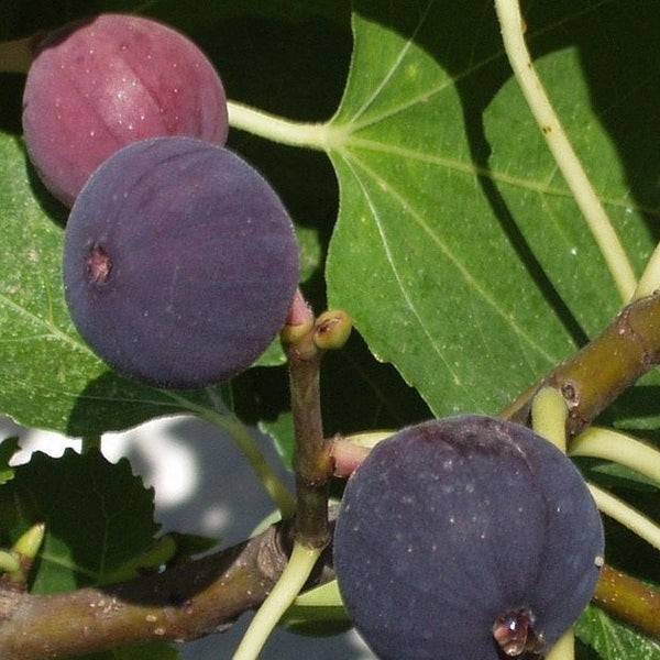 Negronne Fig