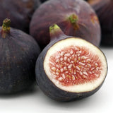 Magnolia Fig