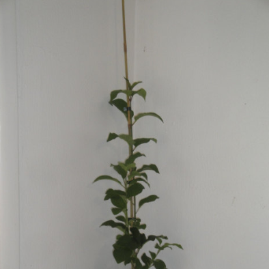 Syringa oblata, Early Lilac. Maya Gardens, Inc.