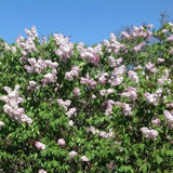 Buy Online Syringa oblata Early Lilac Flowering Shrub For Your Garden.
