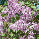 Buy Online Syringa oblata Early Lilac Flowering Shrub For Your Garden.
