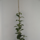 Syringa oblata, Early Lilac. Maya Gardens, Inc.