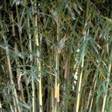 Thamnocalamus Tessellatus Bamboo