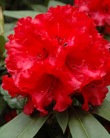 Taurus Rhododendron