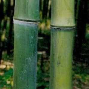Buy Online Phyllostachys Atrovaginata Bamboo Plants For Your Garden