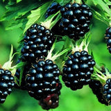 'Black Satin' Thornless Blackberry