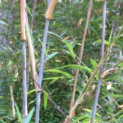 Buy Online Borinda Macclureana Clumping Bamboo Plant For Your Garden