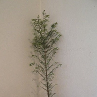 Metasequoia glyptostroboides, Dawn Redwood