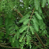 Buy Online Metasequoia glyptostroboides, Dawn Redwood For Your Garden.