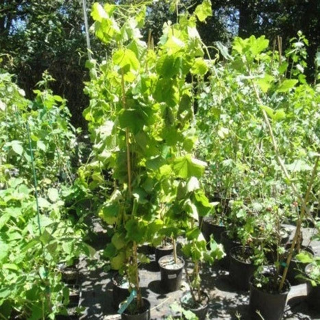 Buy Online Catawba Red Grape Gardens, For And Your – Home Maya Garden