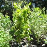 Golden Muscat Grape