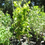 Steuben Grape