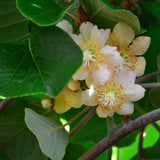 Actinidia Deliciosa Male Kiwi