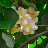 Actinidia Chinensis ‘Tomuri’ Male Kiwi