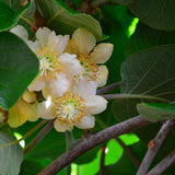 Actinidia Arguta Male Hardy Kiwi