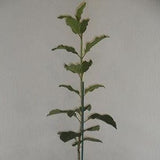 Starter Size Korean Lilac Bush Syringa Villosa Fragrant Purple Flowers