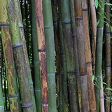 Buy Online Phyllostachys Nigra Bory Black Bamboo Plant For Your Garden