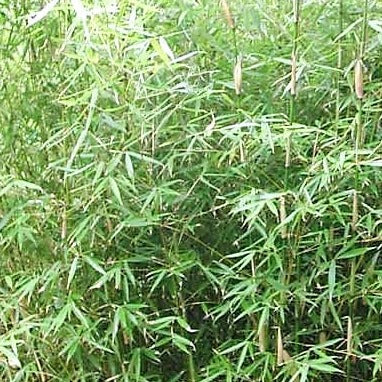 Buy Online Fargesia Robusta Clumping Bamboo Plants For Your Garden.