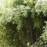 Thamnocalamus Tessellatus Bamboo