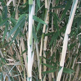 Thamnocalamus Tessellatus Bamboo