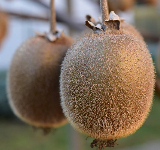 Planting Guide for Kiwi Plants