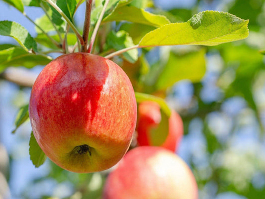 DIY Apple Recipes Straight from Your Backyard