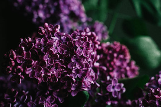 Top Lilac Varieties for Fragrant Gardens