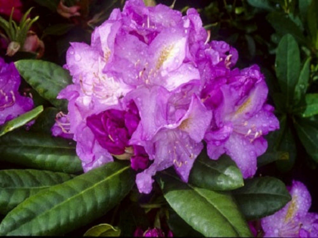 Planting Guide for Rhododendrons
