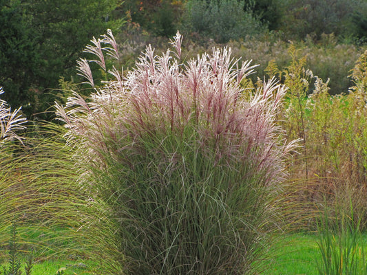 Planting Guide for Ornamental Grass