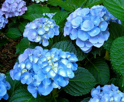 Planting Guide for Hydrangeas