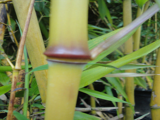 Bamboo Planting and Care Guide