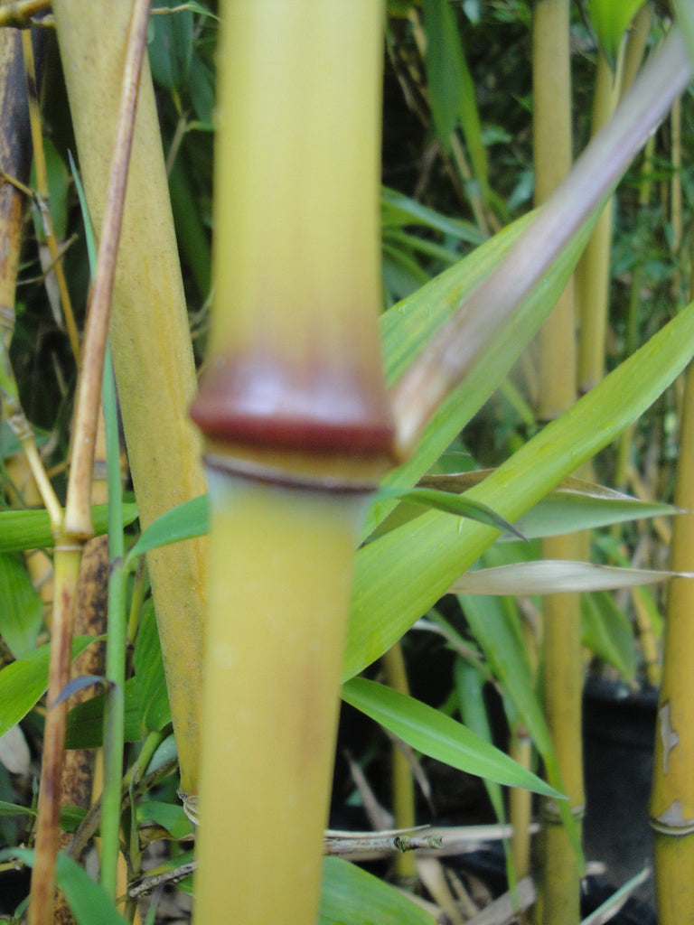 Bamboo Planting and Care Guide
