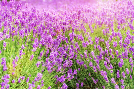 Lavender Planting Guide